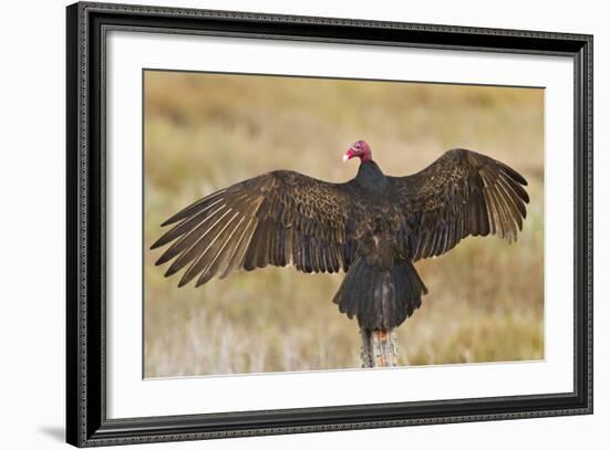 Turkey Vulture (Cathartes Aura) Warming in Morning Sun, Texas, USA-Larry Ditto-Framed Photographic Print