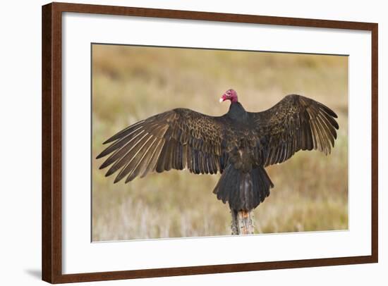 Turkey Vulture (Cathartes Aura) Warming in Morning Sun, Texas, USA-Larry Ditto-Framed Photographic Print