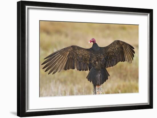 Turkey Vulture (Cathartes Aura) Warming in Morning Sun, Texas, USA-Larry Ditto-Framed Photographic Print