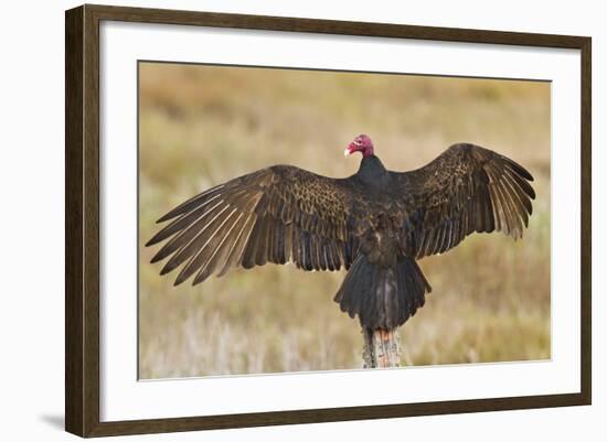 Turkey Vulture (Cathartes Aura) Warming in Morning Sun, Texas, USA-Larry Ditto-Framed Photographic Print