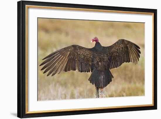 Turkey Vulture (Cathartes Aura) Warming in Morning Sun, Texas, USA-Larry Ditto-Framed Photographic Print