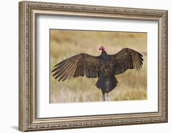 Turkey Vulture (Cathartes Aura) Warming in Morning Sun, Texas, USA-Larry Ditto-Framed Photographic Print