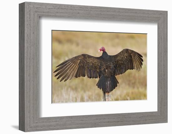 Turkey Vulture (Cathartes Aura) Warming in Morning Sun, Texas, USA-Larry Ditto-Framed Photographic Print