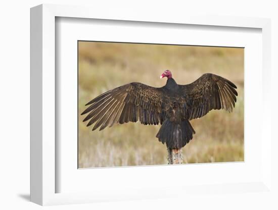 Turkey Vulture (Cathartes Aura) Warming in Morning Sun, Texas, USA-Larry Ditto-Framed Photographic Print