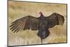 Turkey Vulture (Cathartes Aura) Warming in Morning Sun, Texas, USA-Larry Ditto-Mounted Photographic Print