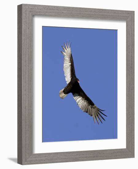 Turkey Vulture Soars Against a Cloudless Sky in Carmel-null-Framed Photographic Print