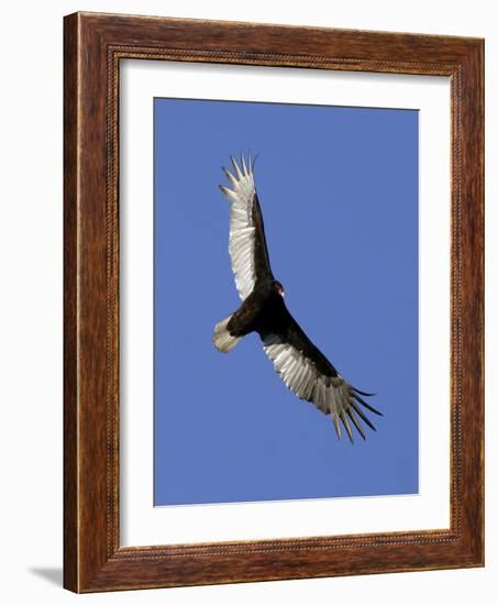 Turkey Vulture Soars Against a Cloudless Sky in Carmel-null-Framed Photographic Print