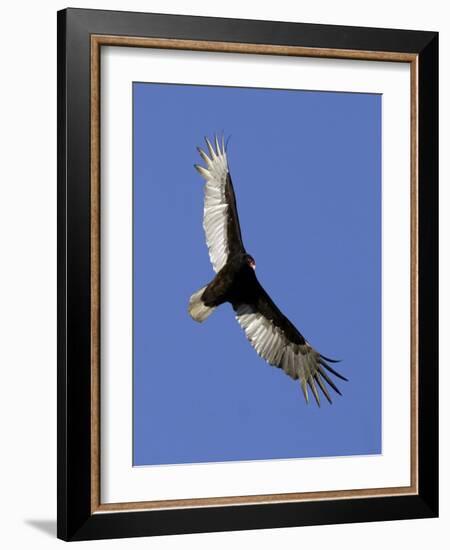 Turkey Vulture Soars Against a Cloudless Sky in Carmel-null-Framed Photographic Print