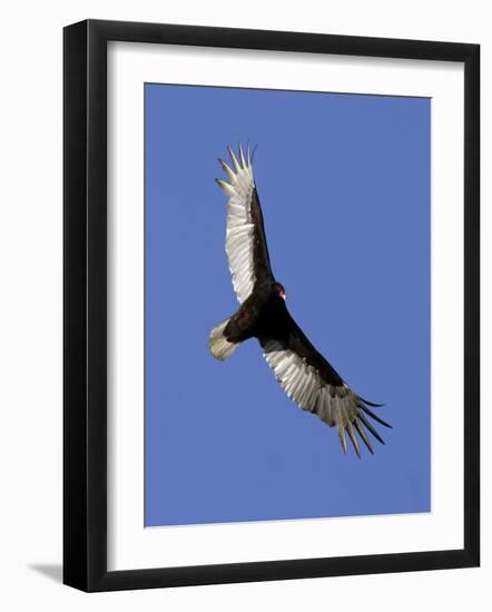 Turkey Vulture Soars Against a Cloudless Sky in Carmel--Framed Photographic Print