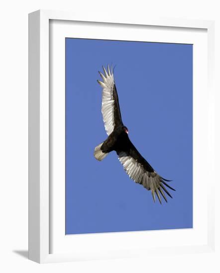 Turkey Vulture Soars Against a Cloudless Sky in Carmel-null-Framed Photographic Print