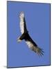 Turkey Vulture Soars Against a Cloudless Sky in Carmel-null-Mounted Photographic Print