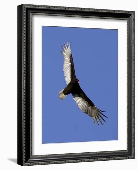 Turkey Vulture Soars Against a Cloudless Sky in Carmel-null-Framed Photographic Print