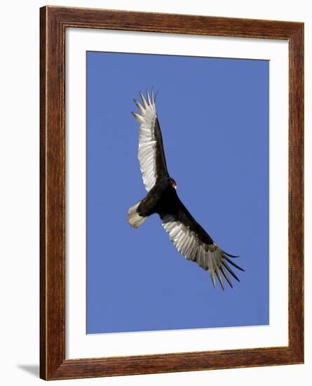 Turkey Vulture Soars Against a Cloudless Sky in Carmel-null-Framed Photographic Print