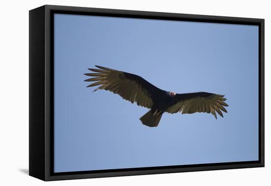 Turkey Vulture-Joe McDonald-Framed Premier Image Canvas