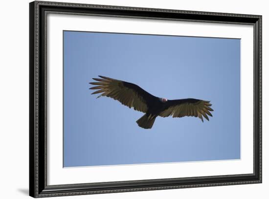 Turkey Vulture-Joe McDonald-Framed Photographic Print