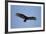 Turkey Vulture-Joe McDonald-Framed Photographic Print