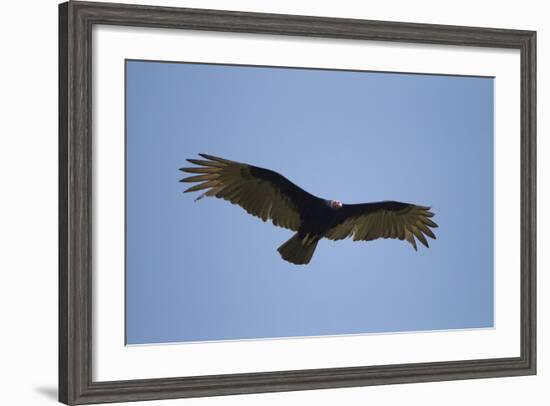 Turkey Vulture-Joe McDonald-Framed Photographic Print