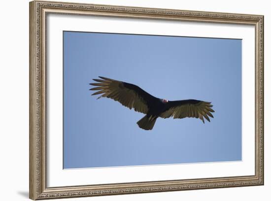 Turkey Vulture-Joe McDonald-Framed Photographic Print