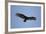 Turkey Vulture-Joe McDonald-Framed Photographic Print