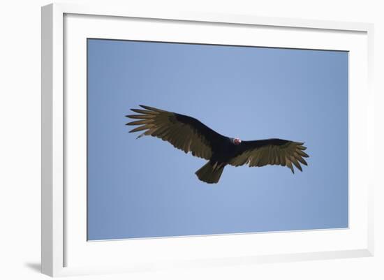 Turkey Vulture-Joe McDonald-Framed Photographic Print