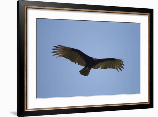 Turkey Vulture-Joe McDonald-Framed Photographic Print