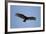 Turkey Vulture-Joe McDonald-Framed Photographic Print