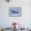 Turkey Vulture-Joe McDonald-Framed Photographic Print displayed on a wall