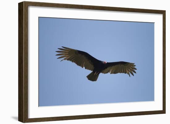 Turkey Vulture-Joe McDonald-Framed Photographic Print