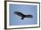 Turkey Vulture-Joe McDonald-Framed Photographic Print