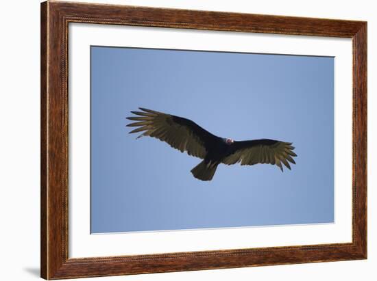 Turkey Vulture-Joe McDonald-Framed Photographic Print