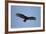 Turkey Vulture-Joe McDonald-Framed Photographic Print