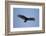 Turkey Vulture-Joe McDonald-Framed Photographic Print