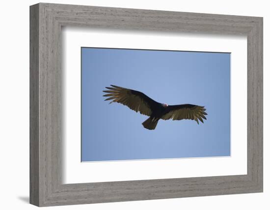 Turkey Vulture-Joe McDonald-Framed Photographic Print