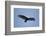 Turkey Vulture-Joe McDonald-Framed Photographic Print