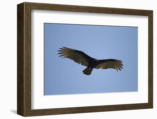 Turkey Vulture-Joe McDonald-Framed Photographic Print