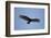 Turkey Vulture-Joe McDonald-Framed Photographic Print