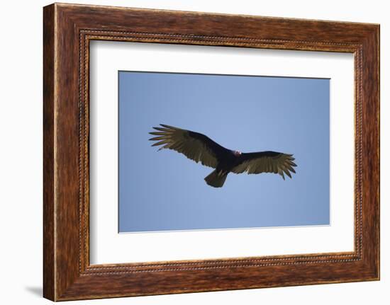 Turkey Vulture-Joe McDonald-Framed Photographic Print