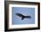 Turkey Vulture-Joe McDonald-Framed Photographic Print