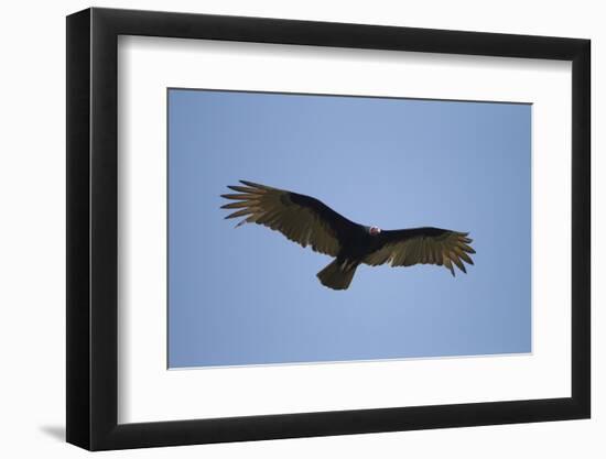 Turkey Vulture-Joe McDonald-Framed Photographic Print