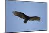 Turkey Vulture-Joe McDonald-Mounted Photographic Print