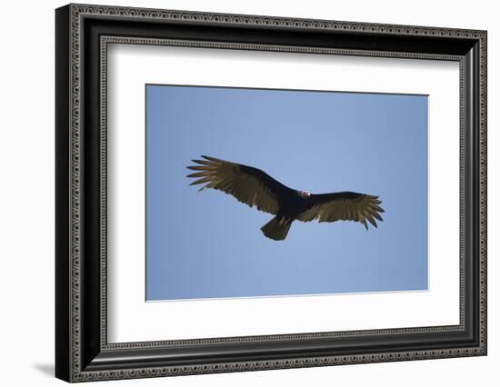 Turkey Vulture-Joe McDonald-Framed Photographic Print