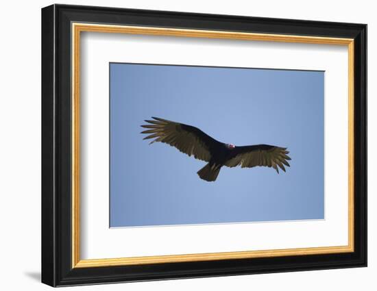 Turkey Vulture-Joe McDonald-Framed Photographic Print