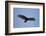 Turkey Vulture-Joe McDonald-Framed Photographic Print