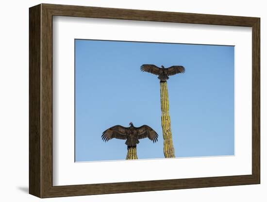 Turkey vultures on Cardon cacti, morning warm-up, San Ignacio, Baja California, Mexico, North Ameri-Tony Waltham-Framed Photographic Print