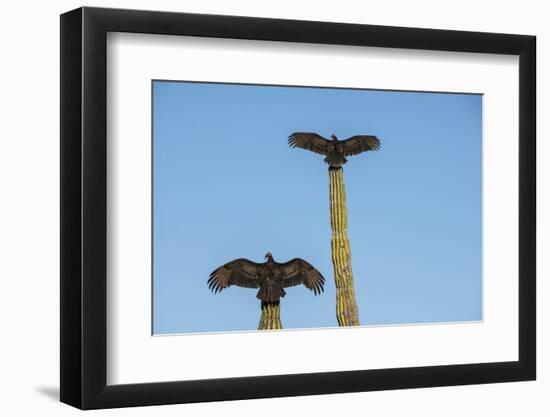 Turkey vultures on Cardon cacti, morning warm-up, San Ignacio, Baja California, Mexico, North Ameri-Tony Waltham-Framed Photographic Print