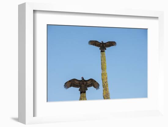 Turkey vultures on Cardon cacti, morning warm-up, San Ignacio, Baja California, Mexico, North Ameri-Tony Waltham-Framed Photographic Print