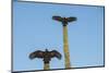 Turkey vultures on Cardon cacti, morning warm-up, San Ignacio, Baja California, Mexico, North Ameri-Tony Waltham-Mounted Photographic Print