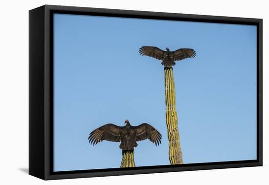 Turkey vultures on Cardon cacti, morning warm-up, San Ignacio, Baja California, Mexico, North Ameri-Tony Waltham-Framed Premier Image Canvas