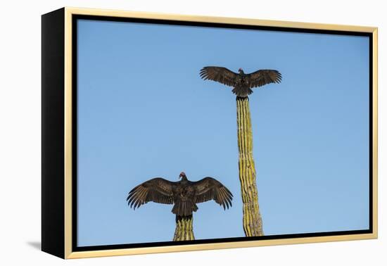 Turkey vultures on Cardon cacti, morning warm-up, San Ignacio, Baja California, Mexico, North Ameri-Tony Waltham-Framed Premier Image Canvas