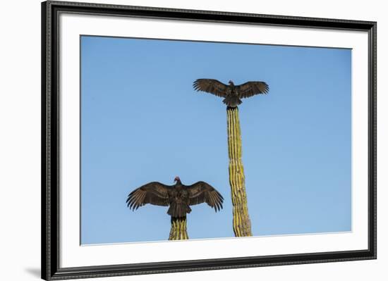 Turkey vultures on Cardon cacti, morning warm-up, San Ignacio, Baja California, Mexico, North Ameri-Tony Waltham-Framed Photographic Print